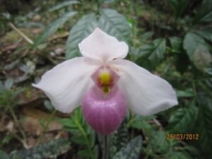 Hình 1: Hoa của lan hài hồng